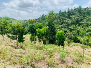 SEABRIDGE - Zorzal - 900 trees in the Dominican Republic - October 2023 update